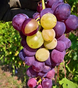 Cata de vinos de lujo en Villa Oppi