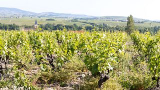 Tour, degustazione di vini e picnic al Château des Ravatys 
