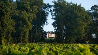Degustação de vinhos e visita ao Château Mons La Graveyre