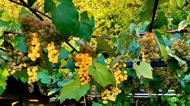Cata de vinos y visita guiada al Col D'Orcia