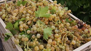 Dégustation de vin de base | Domaine Anabasis