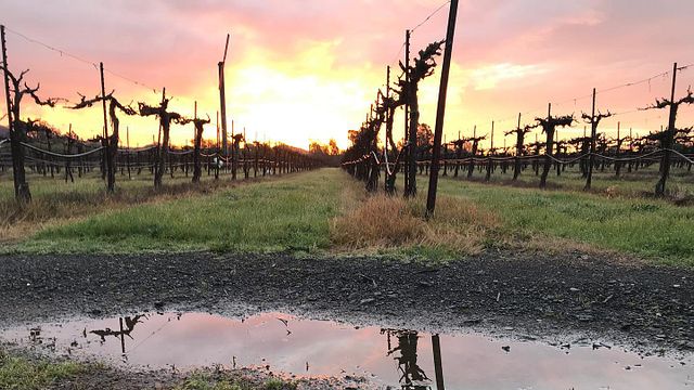 The.Grenachista Wine Company