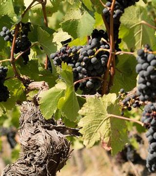 Degustazione di vini e visita alla Weingut Meier Schmidt