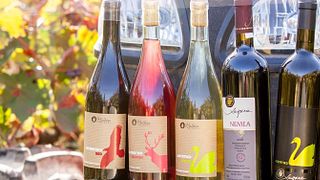 Weinprobe im Halkia Organic Winery