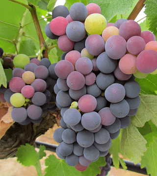 Dégustation de vins et visite à la Casa Ermelinda Freitas Vinhos