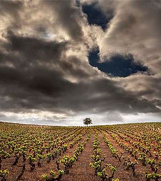 Vinos Guerra Winery