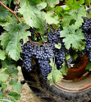 Dégustation de vins et visite à l'Antica Cantina Sant'Amico
