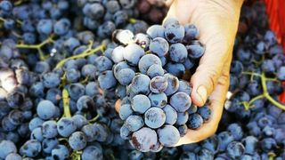 Eko vinprovning på Ktima Akrani Winery