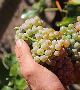 Wine tasting and visit to Bodegas Bagordi