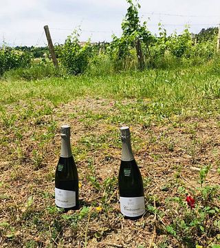 Weinprobe und Tour bei Vallerosa Bonci