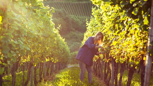 Degustazione di vini e visita alla Weinmanufaktur Gengenbach-Offenburg