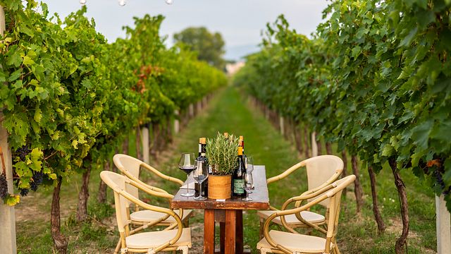 Degustazione al tramonto tra i filari della vigna