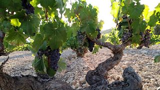 Bodegas Monovar Winery