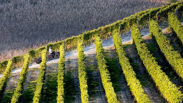Degustazione e visita a Monti