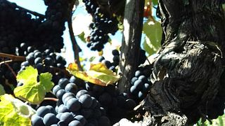 Sidónio de Sousa wines