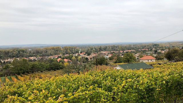 Rábai Katalin Winery
