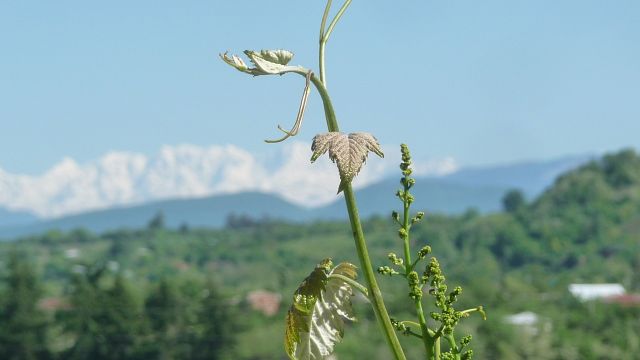 Baghdati Estates