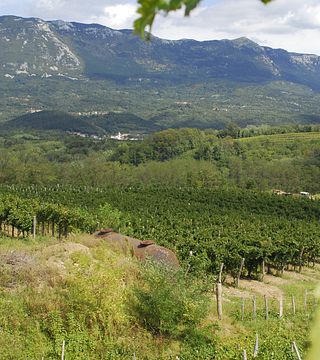 Degustação de vinhos e passeio em Zaloščan Vina De Adami