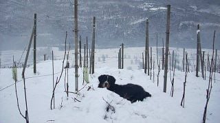 Vinprovning och rundtur på Le Strie