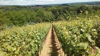 Degustação de vinhos e tour em Vina Kosutic