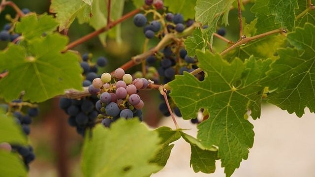 Vinprovning på Chateau Cana