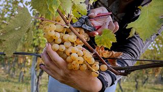 Degustação de vinhos e tour em Lusenti vini