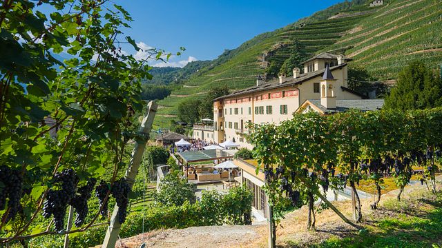 Wine tasting and tour at Casa Vinicola Triacca