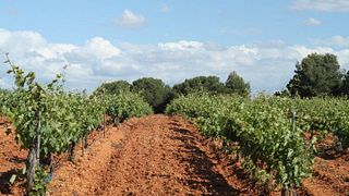La Legua Winery