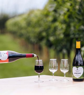 Visita guidata ai vigneti e degustazione di vini