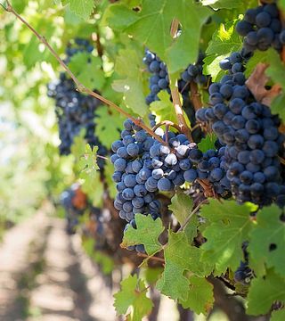 Giannikos Winery
