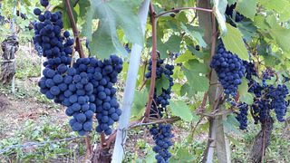 Cascina Bongiovanni