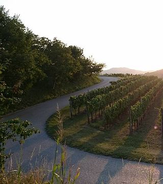 Cata de vinos premium y visita guiada a la bodega Benedetič