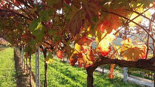 Weinprobe und Führung bei Azienda Agricola Manara