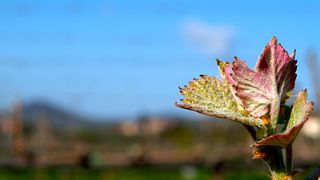 Descubriendo la finca | Finca Orgánica Bulichella
