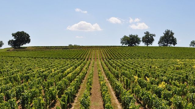 Tour The Wine Road – 2 vingårdar på en dag