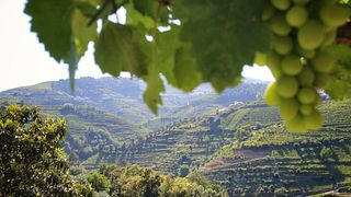 Tour dei vigneti e degustazione di vino Porto presso Quinta da Pousada - Casa de Campo