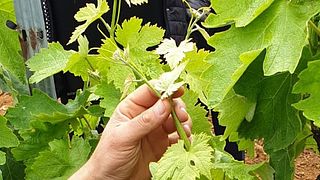 Aromen der Tradition in der Cantina Sampietrana