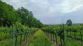 Weingut Paul D