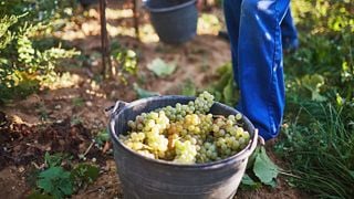 Lower Austria Wine & Cellar Tour at Weingut Kittenberger