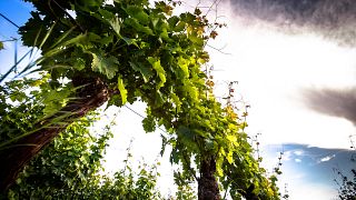 Azienda Vinicola Gianni Doglia