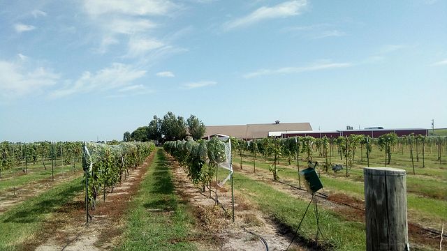 Dégustation de vins au domaine viticole Wyldewood Cellars