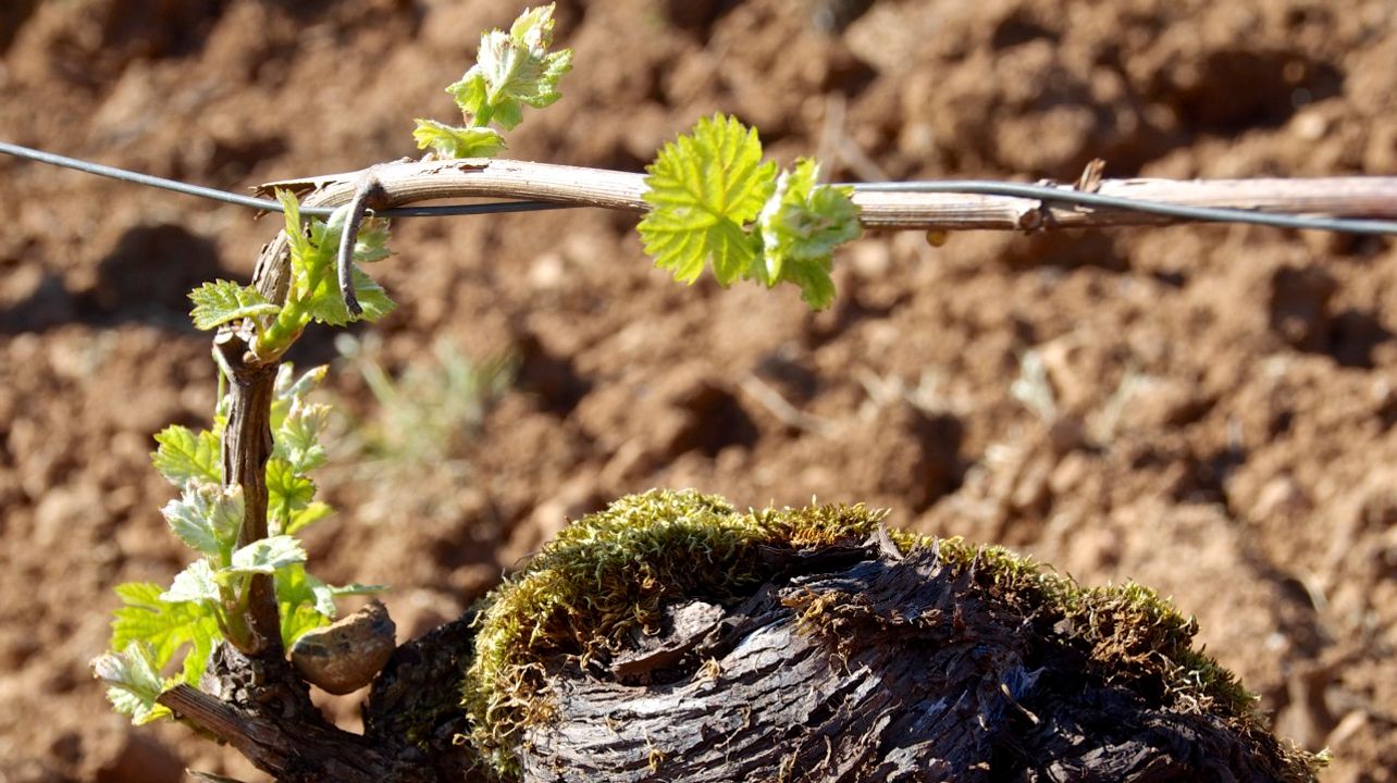 Domaine Charton