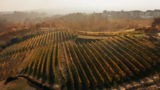 Langhe & Roero Weinprobe (einschließlich Barolo) bei Pelassa