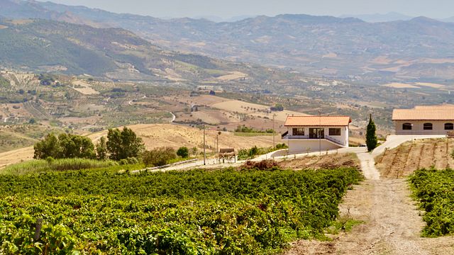 Picnic en los Viñedos para Dos | Por la Sociedad Agrícola Giovanna