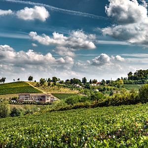 Premium vinprovning och rundtur på Cascina Faletta