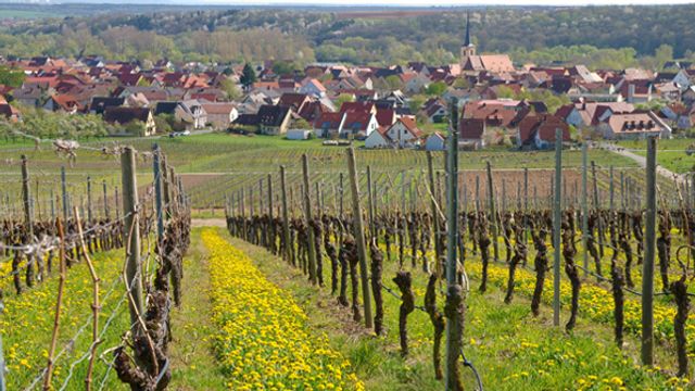 Visita y cata de vinos en Weingut Klaus Henke