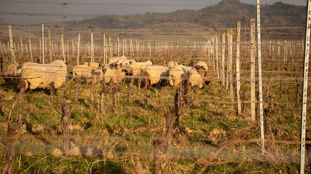 Baden Biodynamic - En dag i en vinmakares liv