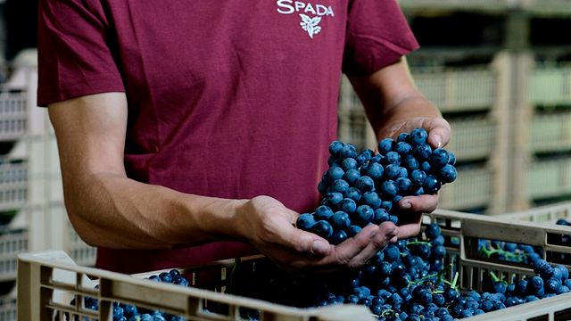 Degustazione e visita alla Cantina Spada