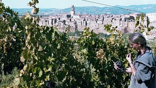 Explore a Tuscan Vineyard: Audio Wine Tour & Tasting