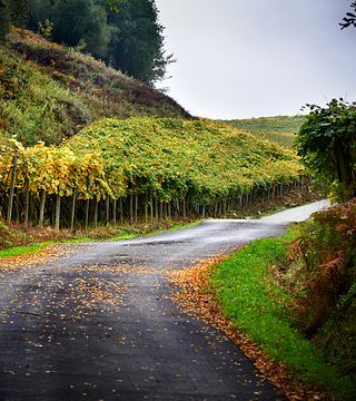 Degustação de vinhos e tour em Rezabal